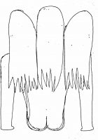 244561